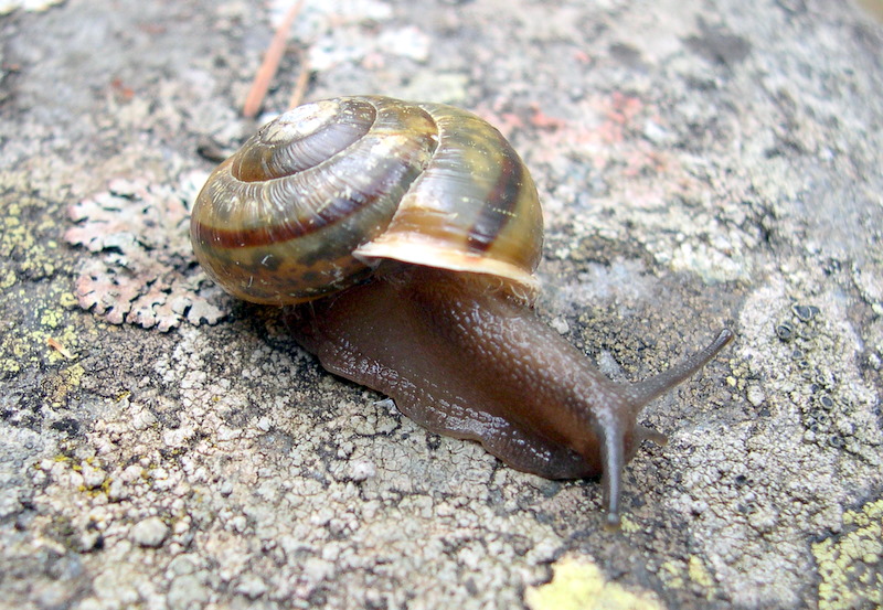 Chilostoma sp.